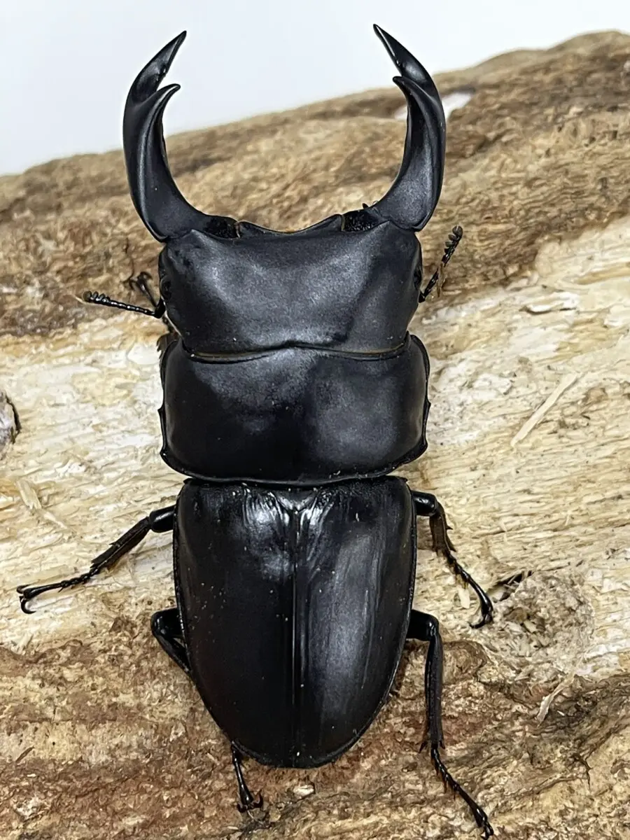 国産オオクワガタ 阿古谷 78ミリペア - クワガタ横丁