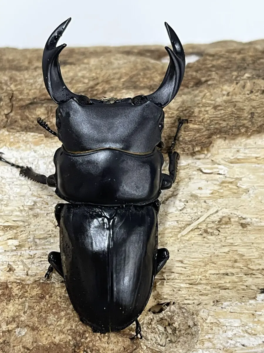 国産オオクワガタ 笠岡 66ミリペア - クワガタ横丁