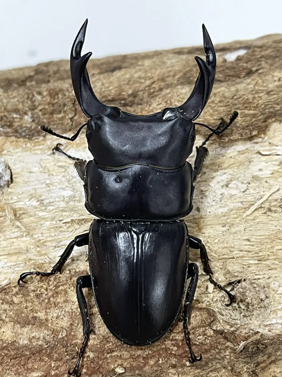 国産オオクワガタ 対馬 70ミリペア - クワガタ横丁