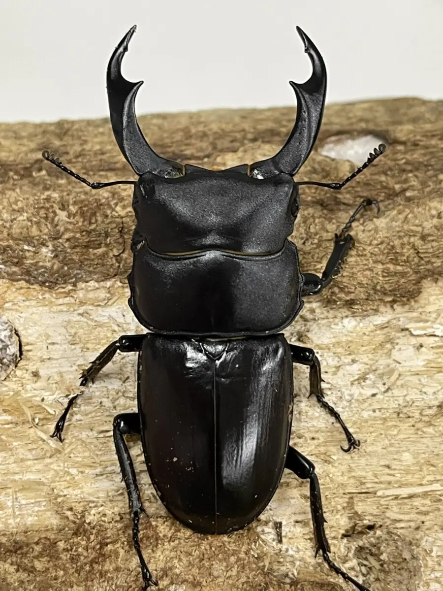 シェンクリングオオクワガタ標本 希少保護種!シェンクリングオオクワガタ♂60~80㎜upペア 台湾 F