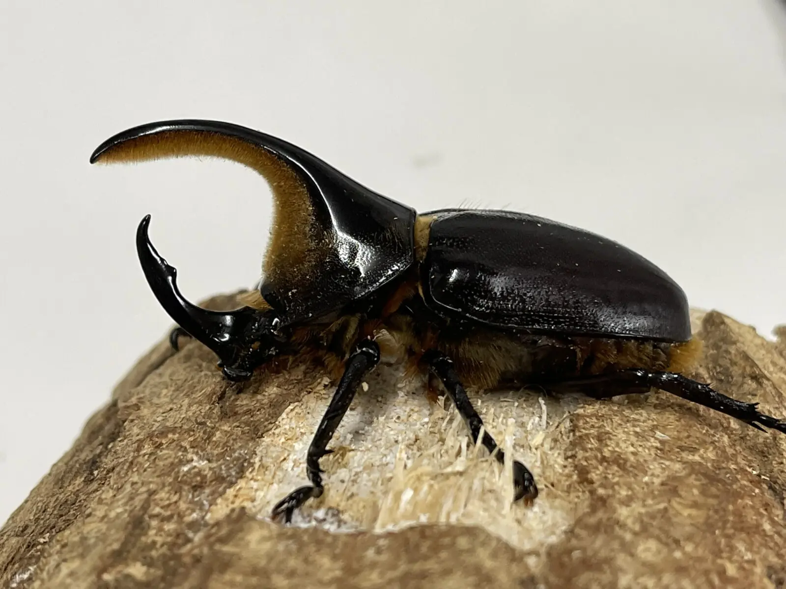 サタンオオカブト 83ミリペア - クワガタ横丁
