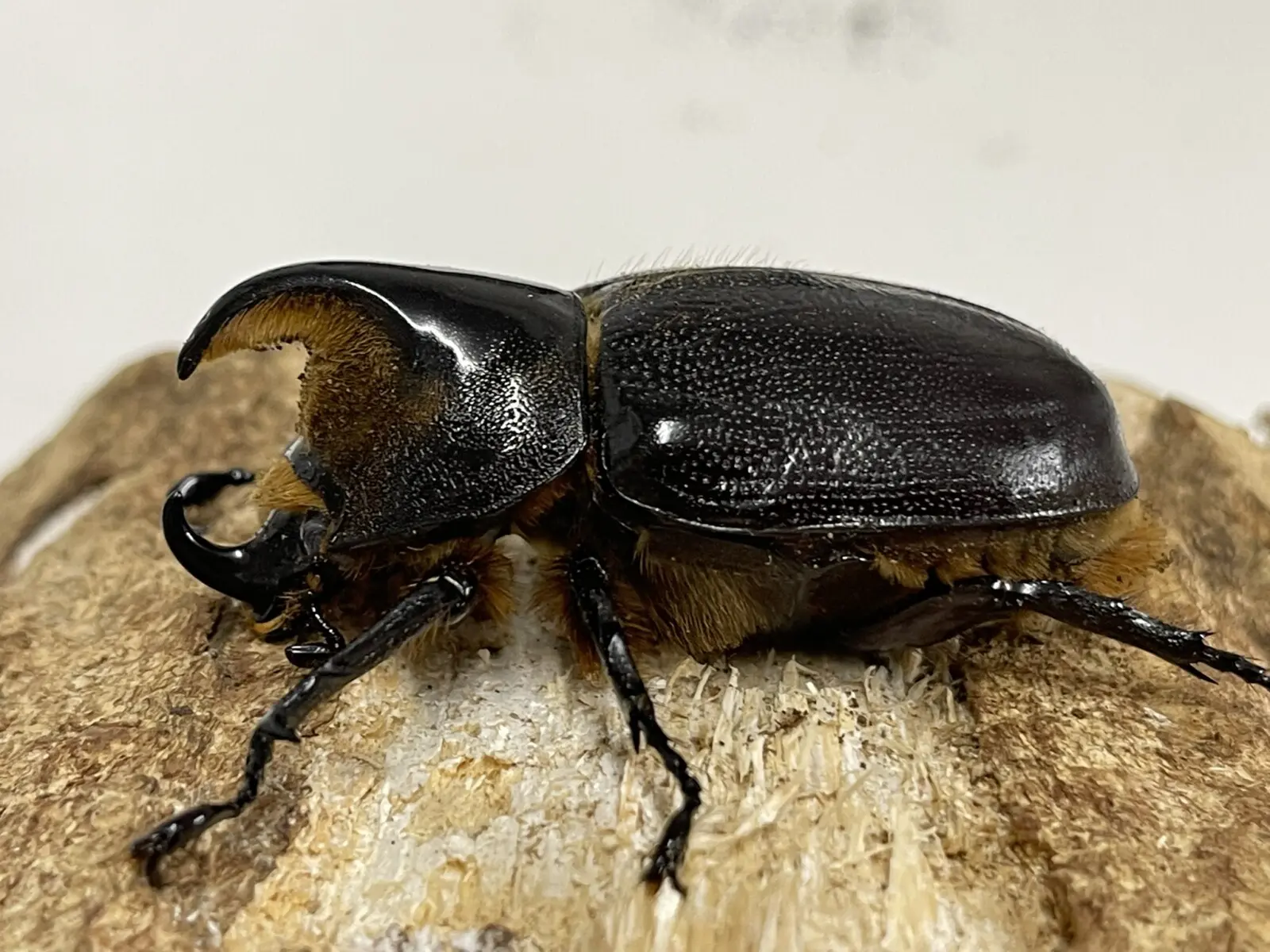 Great 7 カタツムリ TOKYOショールーム Kamui Kobayashi Limited Edition 入庫