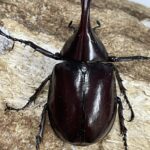 フローレンス　ニセヒメカブト　100♂単品 フローレンシスニセヒメカブト ♂50ミリUPペア