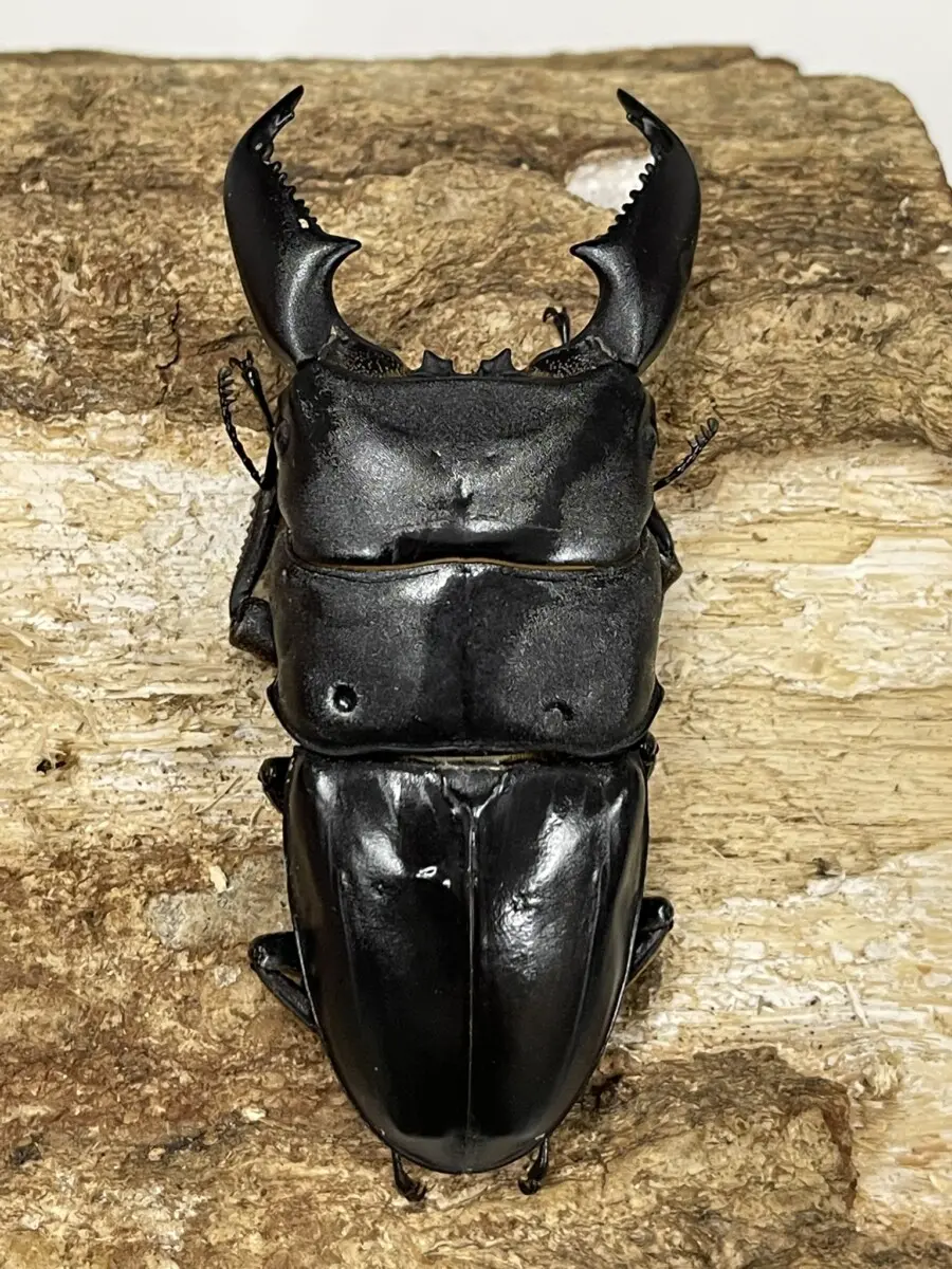 スマトラオオクワガタ ♂単品