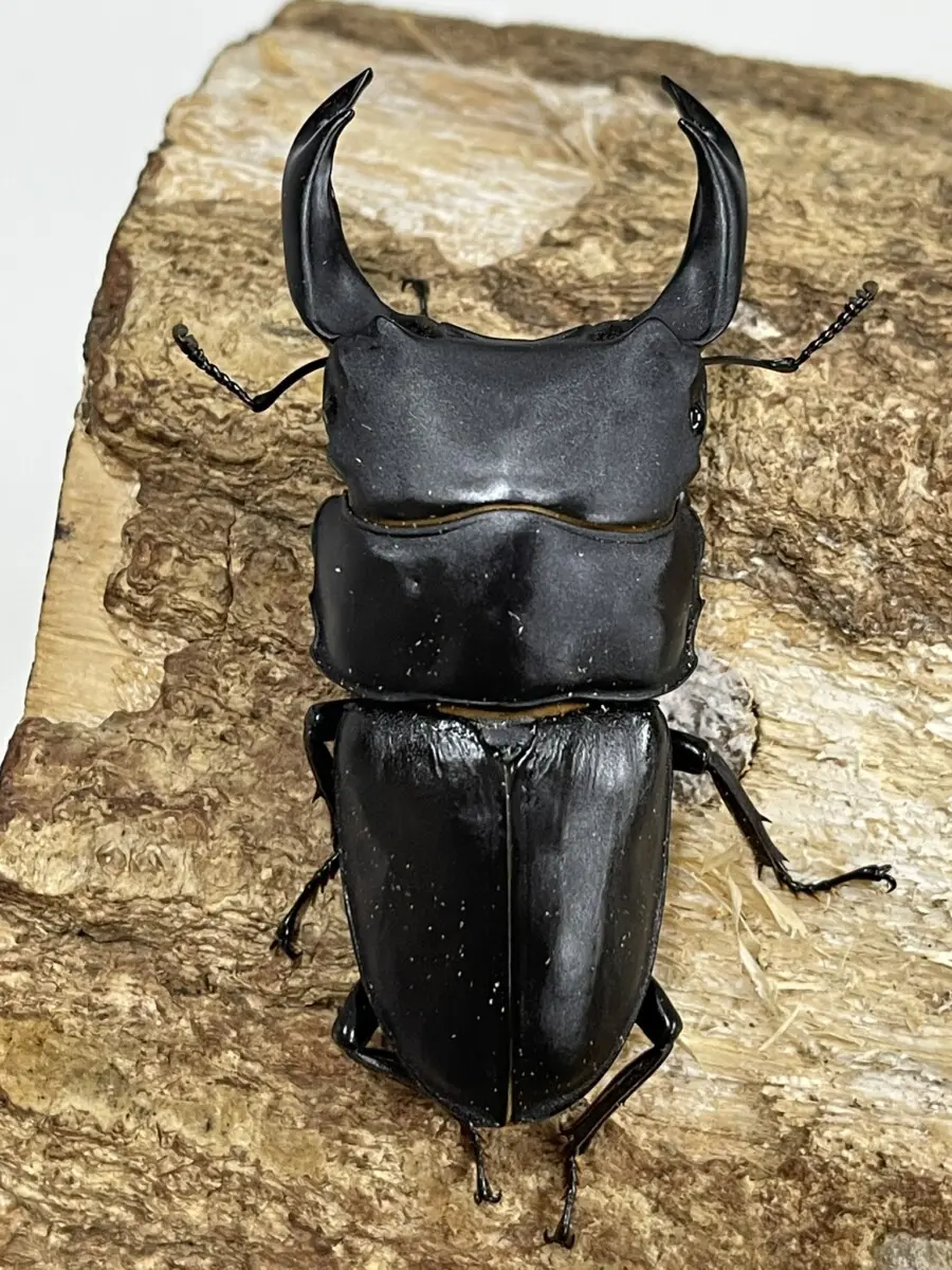 ウズベキスタン産　ゴミムシダマシ　26mm サトユミアシゴミムシダマシ