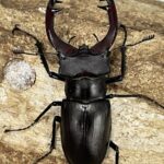 標本 アクベシアヌスミヤマ 98ミリ 飼育品 委託販売 同梱不可 標本