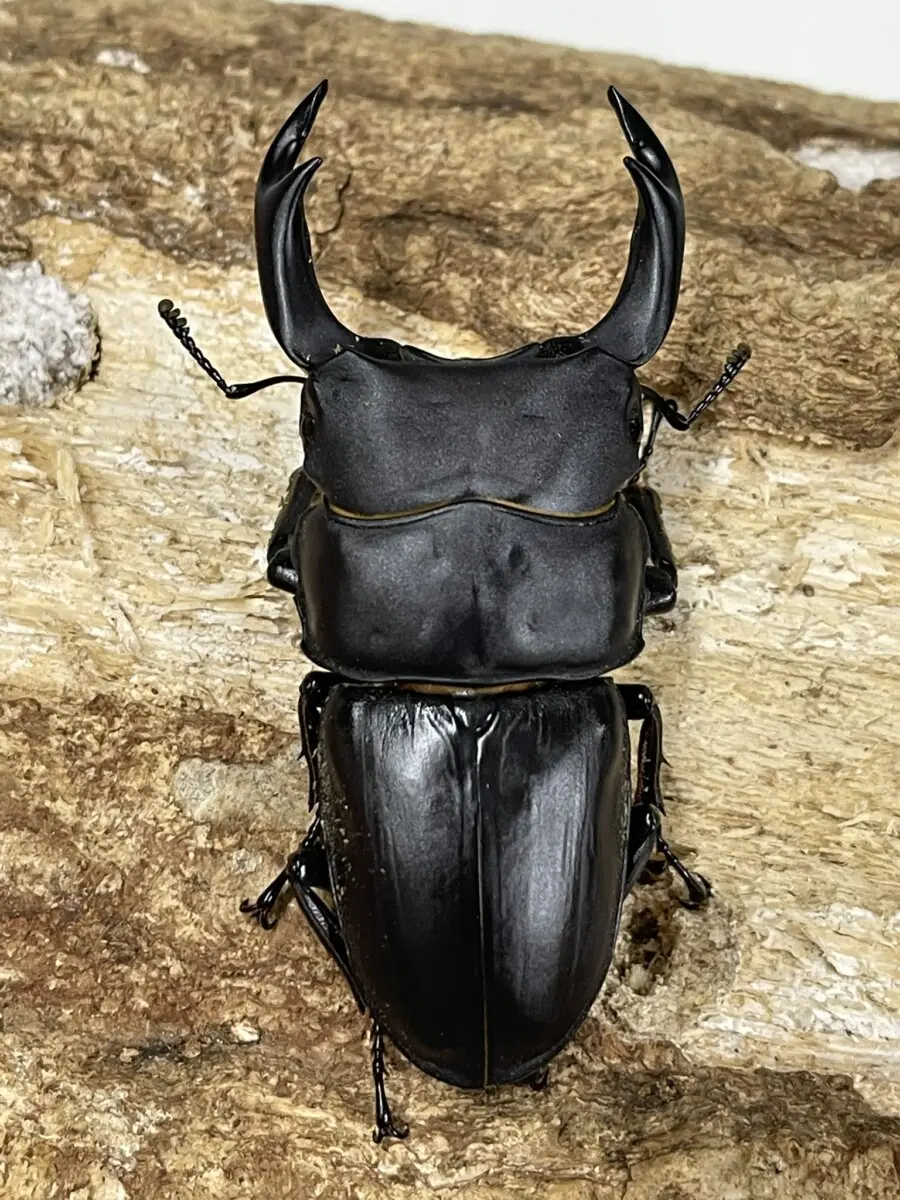 国産オオクワガタ 山梨韮崎 74ミリペア - クワガタ横丁