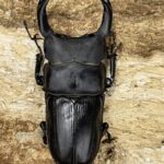 【別売り可能】1ペア オオムラサキ（四川省/中国） 国産オオクワガタ 山梨明野 69ミリペア - クワガタ横丁