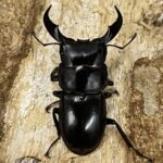 サキシマヒラタクワガタ 標本 2025年最新】サキシマヒラタの人気アイテム - メルカリ