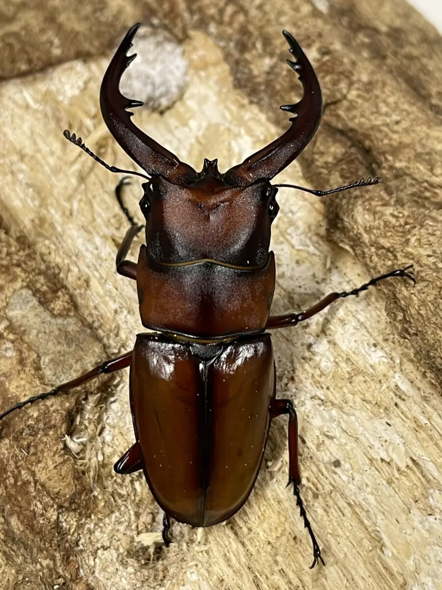 カブトとクワガタ 51PNCGH0W3L._UF350,350_QL50_.jpg