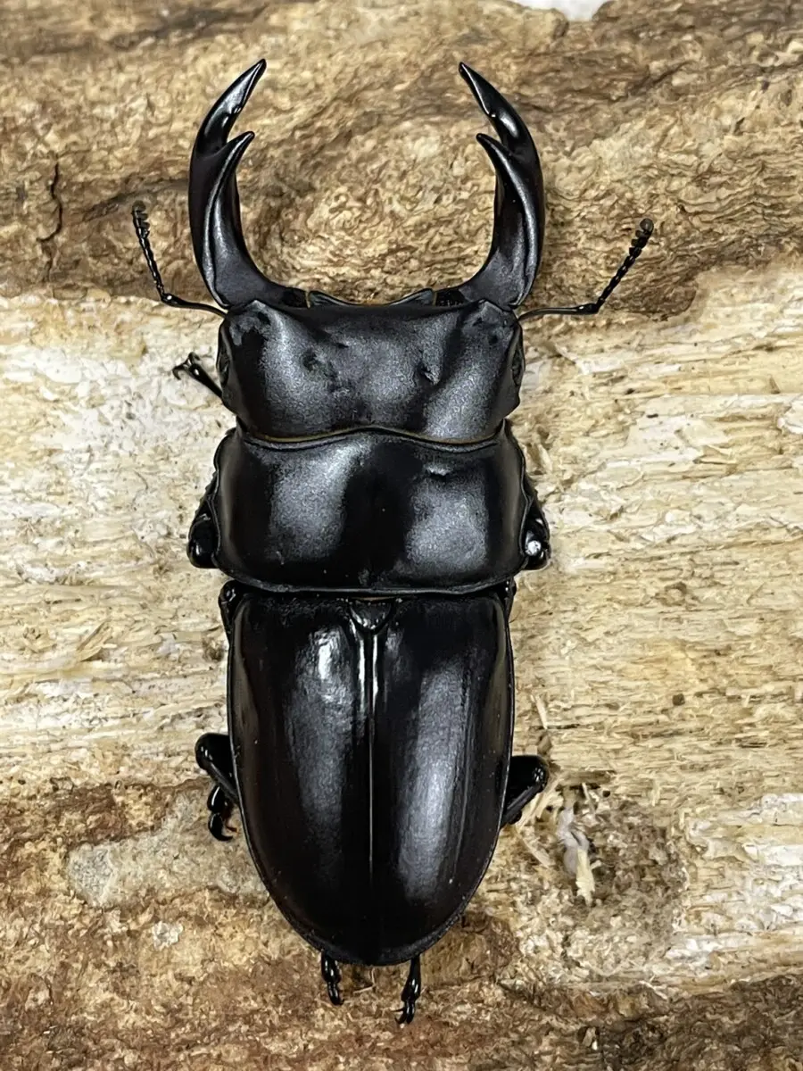 国産オオクワガタ 槻並 64ミリペア - クワガタ横丁