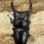 272　販売　七人のおたく　イタミ有 ニジイロクワガタ 59ミリペア特殊カラー - クワガタ横丁