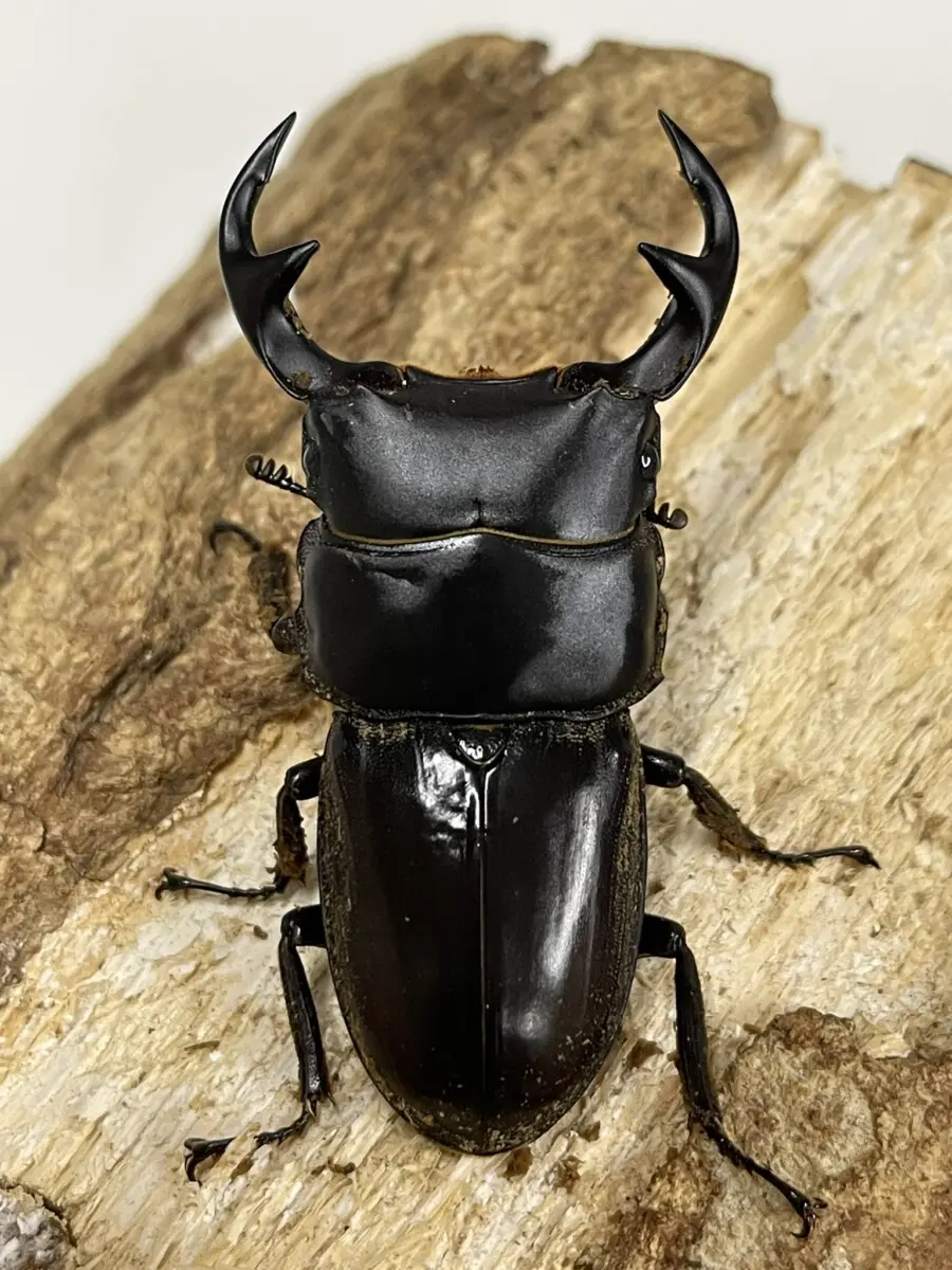 タイ - クワガタ横丁