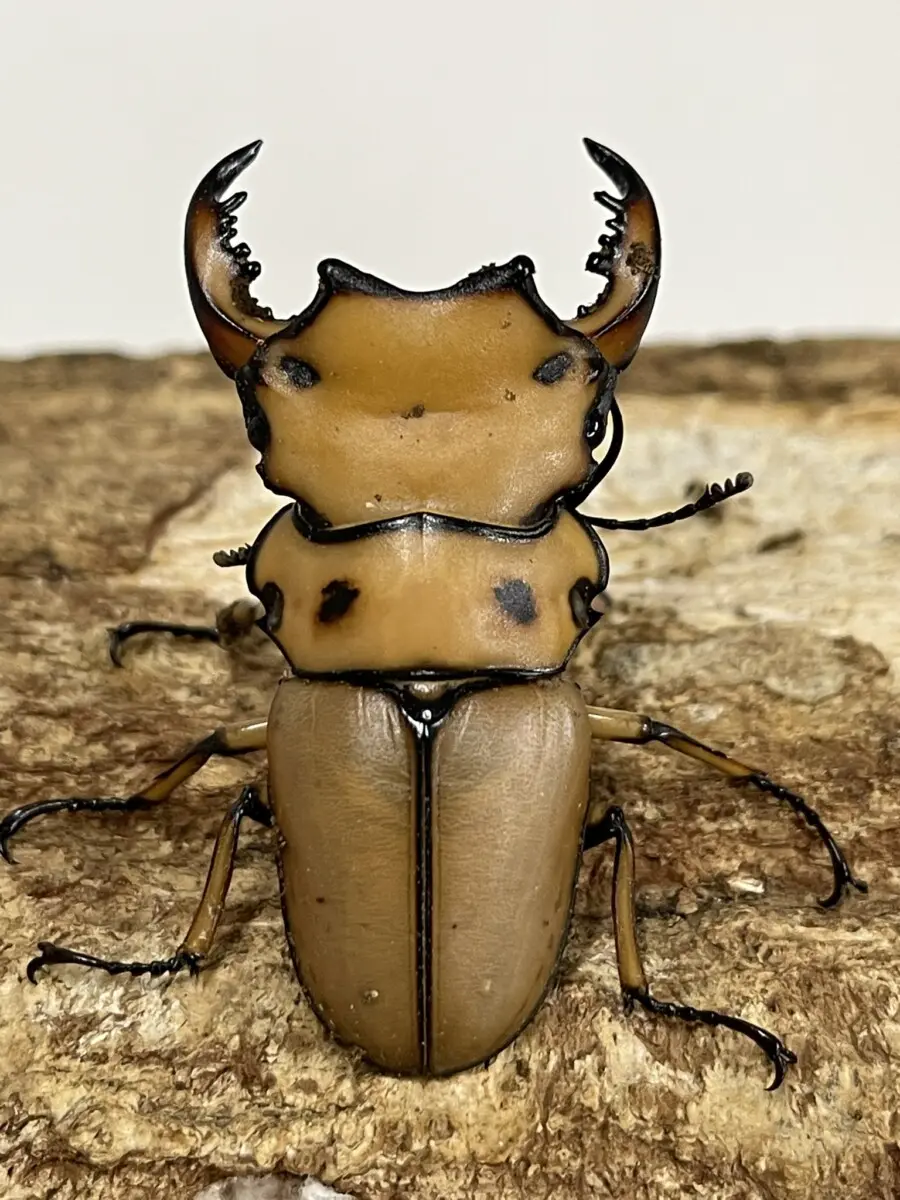 メンガタ - クワガタ横丁