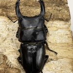 国産オオクワガタ 熊本 70ミリペア - クワガタ横丁