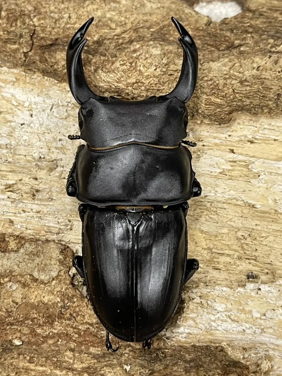 クワガタ 国産オオクワガタ 熊本 71ミリペア - クワガタ横丁