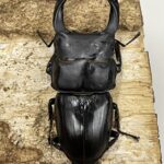 国産オオクワガタ 熊本 72ミリペア - クワガタ横丁