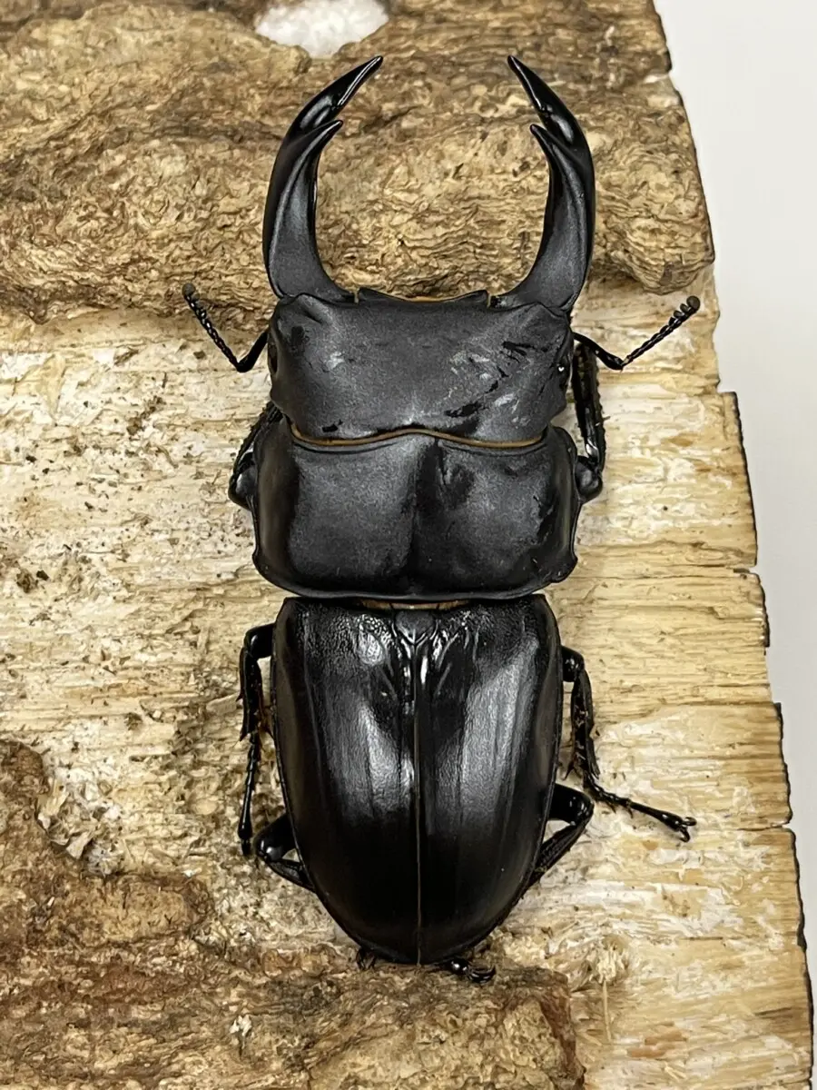 国産オオクワガタ 熊本 72ミリペア - クワガタ横丁