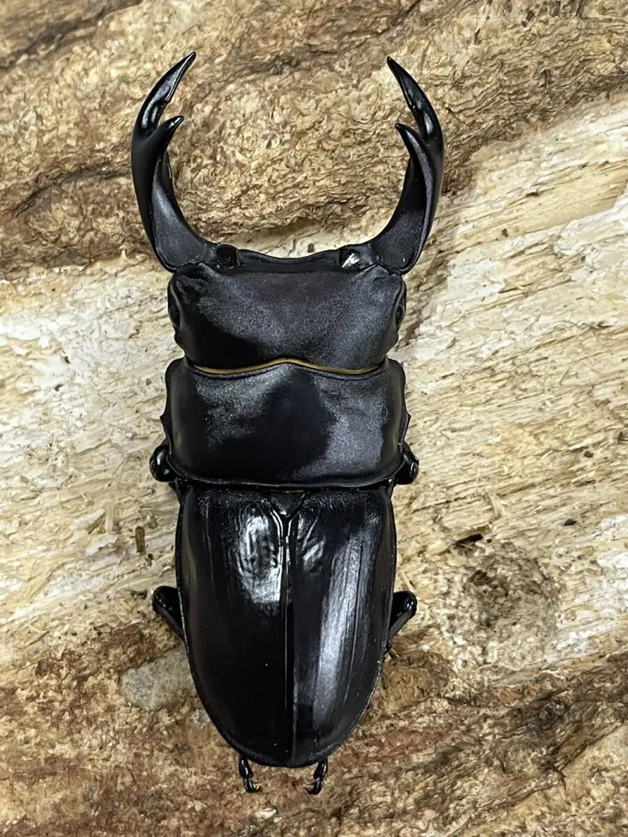 座標あり 68ミリ 野外品 オオクワガタ 三重県 国産オオクワガタ 阿古谷 68ミリペア - クワガタ横丁