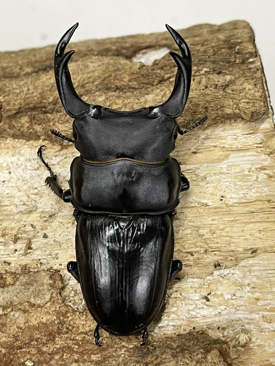 タピオカ ぷちまる昆虫DX オオクワガタ/Puchimaru Konchu DX Stag beetle