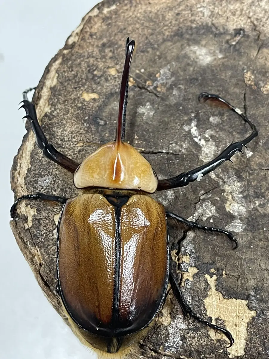 カブトとクワガタ マンディブラリスフタマタクワガタ♂88－89mm ペア