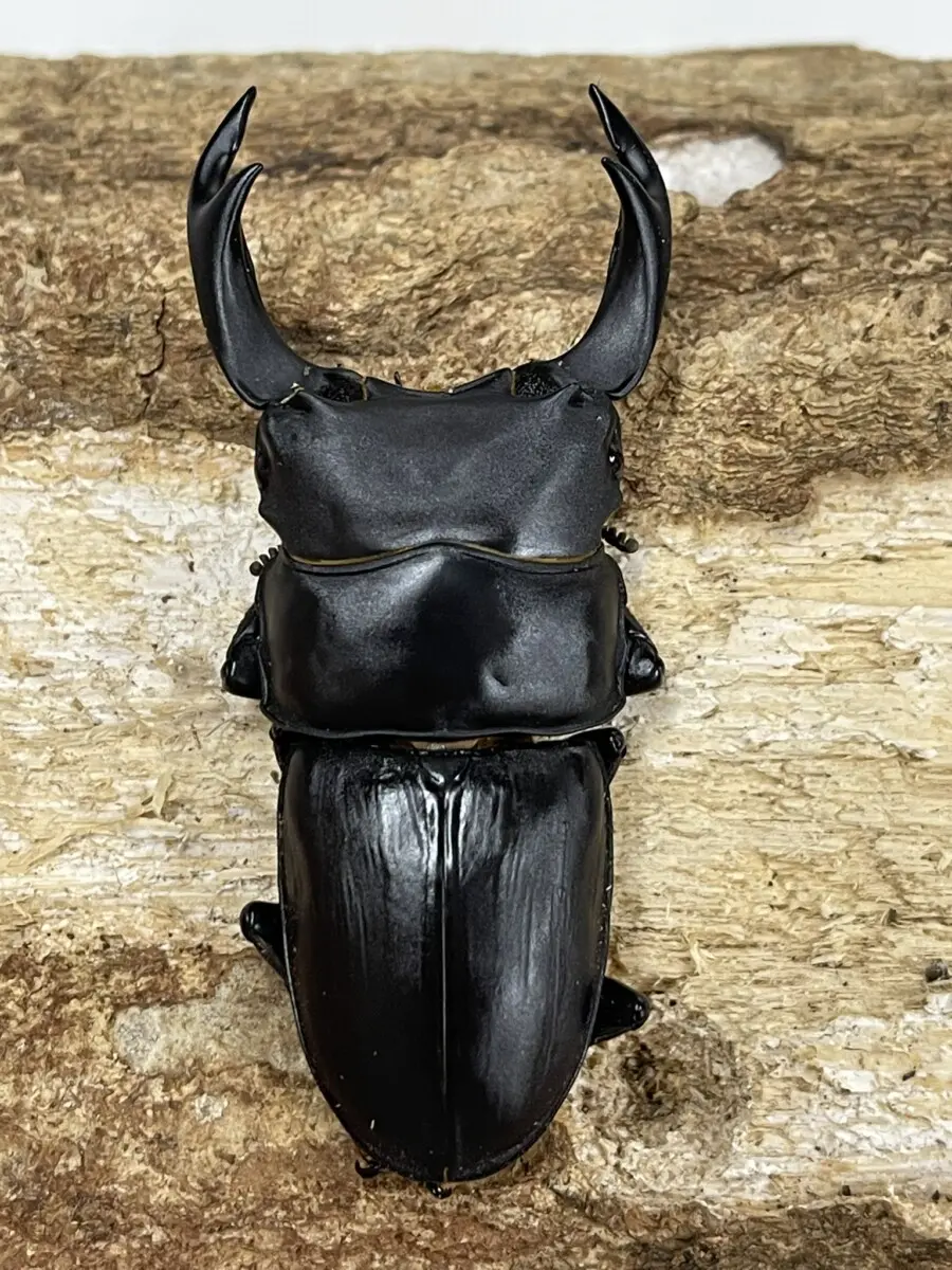 久留米産オオクワガタ♂82mm 標本 オオクワガタ 久留米産ペア ♂87.6㎜ ♀56㎜ 22年 ♂7月羽化 ♀6