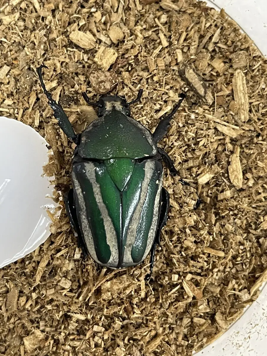 南コンゴ産 ポギーオオツノカナブン ペア 82mm 62mm 南コンゴ産 ポギーオオツノカナブン ペア 82mm 62mm 3/31沿岸産