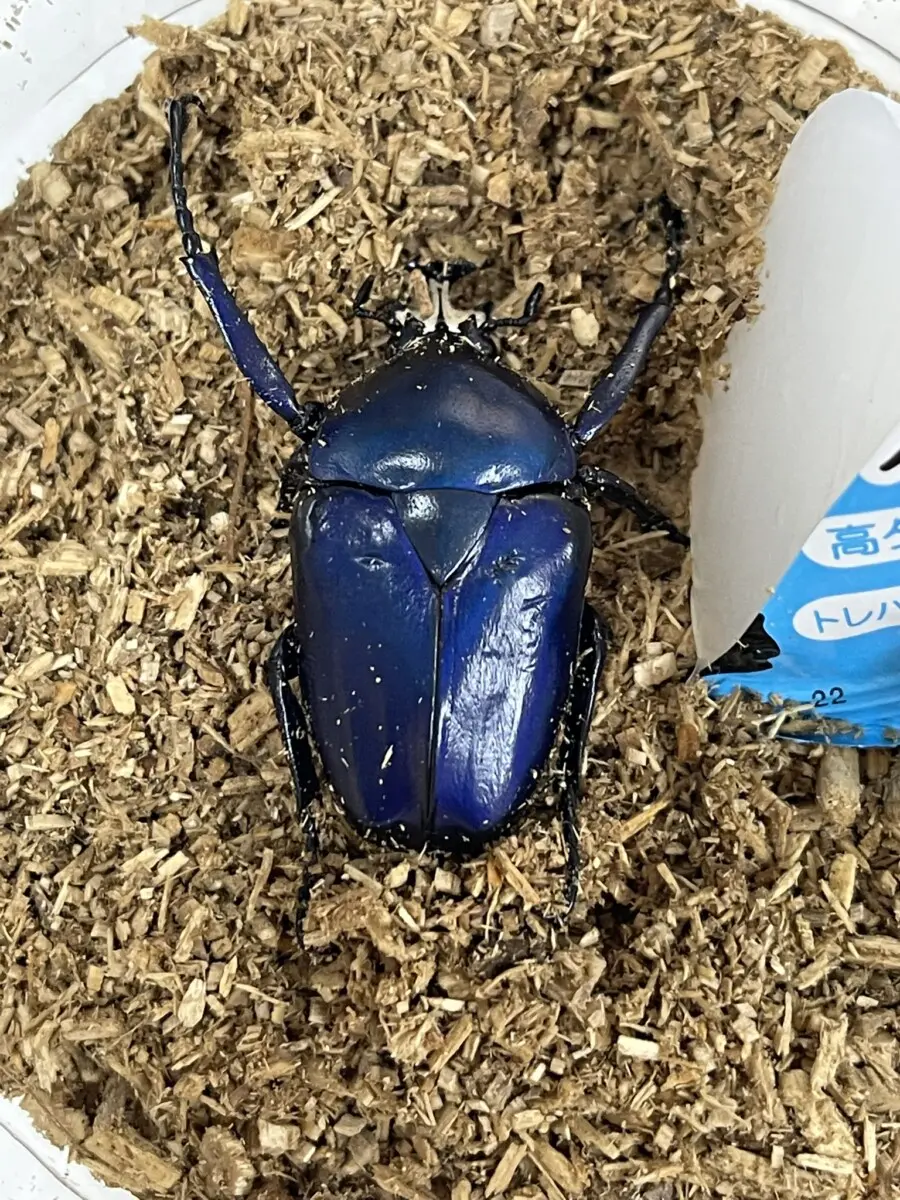 ウガンダオオツノハナムグリ 標本 7.5cm青 紫色・ザイール産 ウガンダオオツノハナムグリ 標本 7.5cm青 紫色・ザイール産