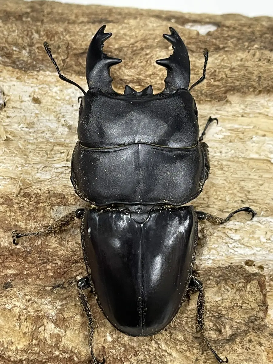 超特大アルキデスヒラタクワガタ97ミリ アルキデスヒラタクワガタ – クワガタムシ・カブトムシ昆虫専門