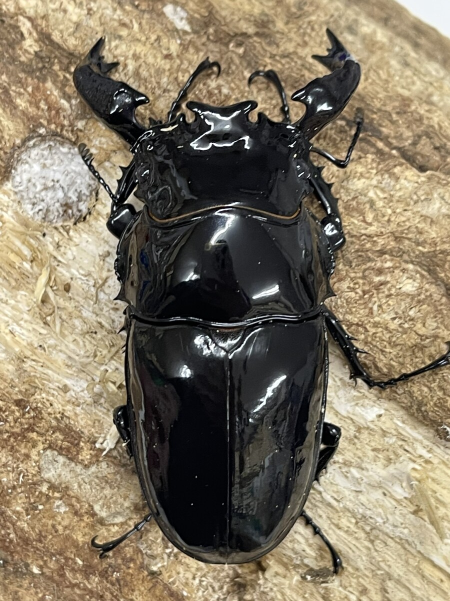 商品 - クワガタ横丁