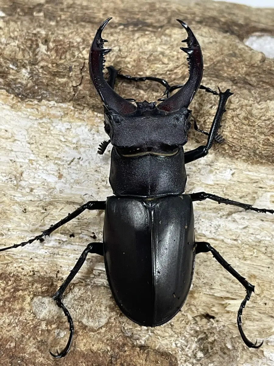 ミヤマクワガタ - クワガタ横丁