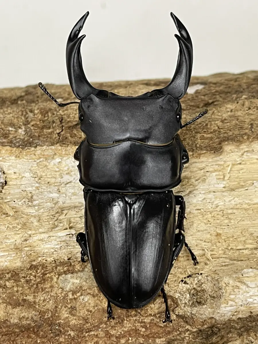 能勢YG血統オオクワガタ新成虫♂85.0mm単(頭幅29.8mm)