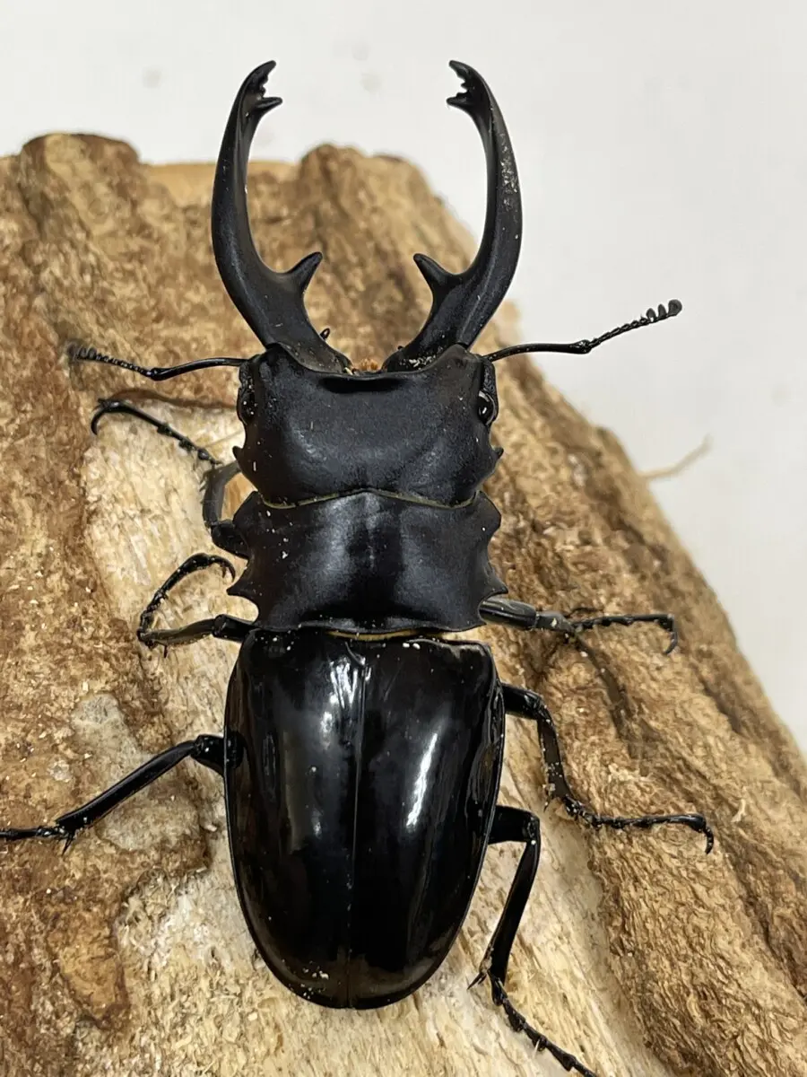 油絵クワガタムシ rainbow stag beetle] How to draw pen and colored pencil