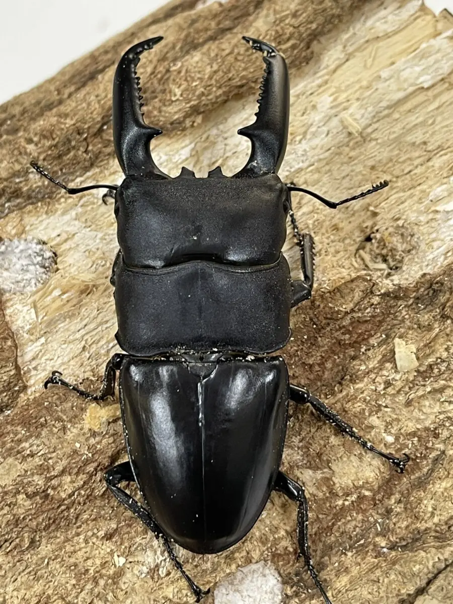 昆虫標本　スマトラ　パラワン Amazon.co.jp: パラワンオオヒラタクワガタ標本 特大 : おもちゃ