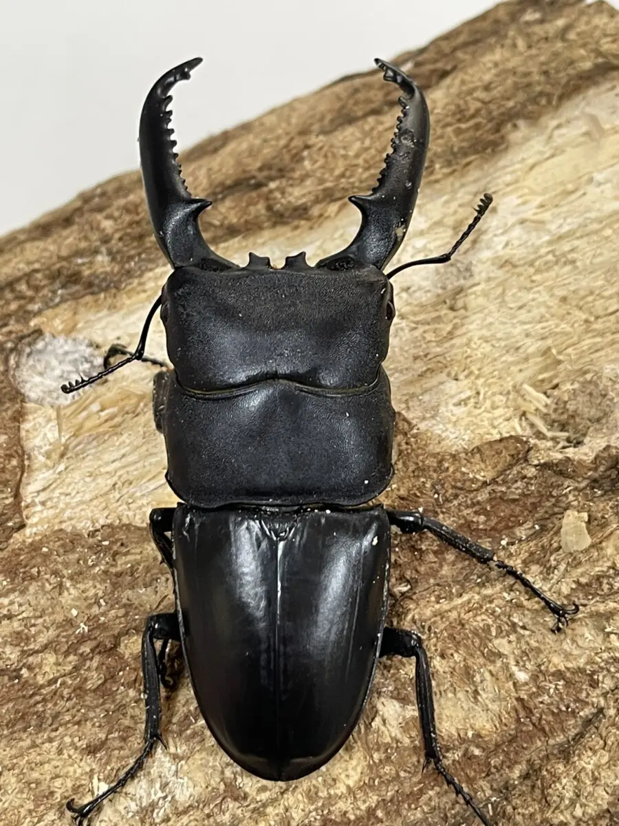 昆虫標本　スマトラ　パラワン 昆虫標本 スマトラ パラワン 昆虫標本 スマトラ パラワン