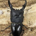 ミンダナオ ヒラタクワガタ 標本 ミンダナオ ヒラタクワガタ 標本