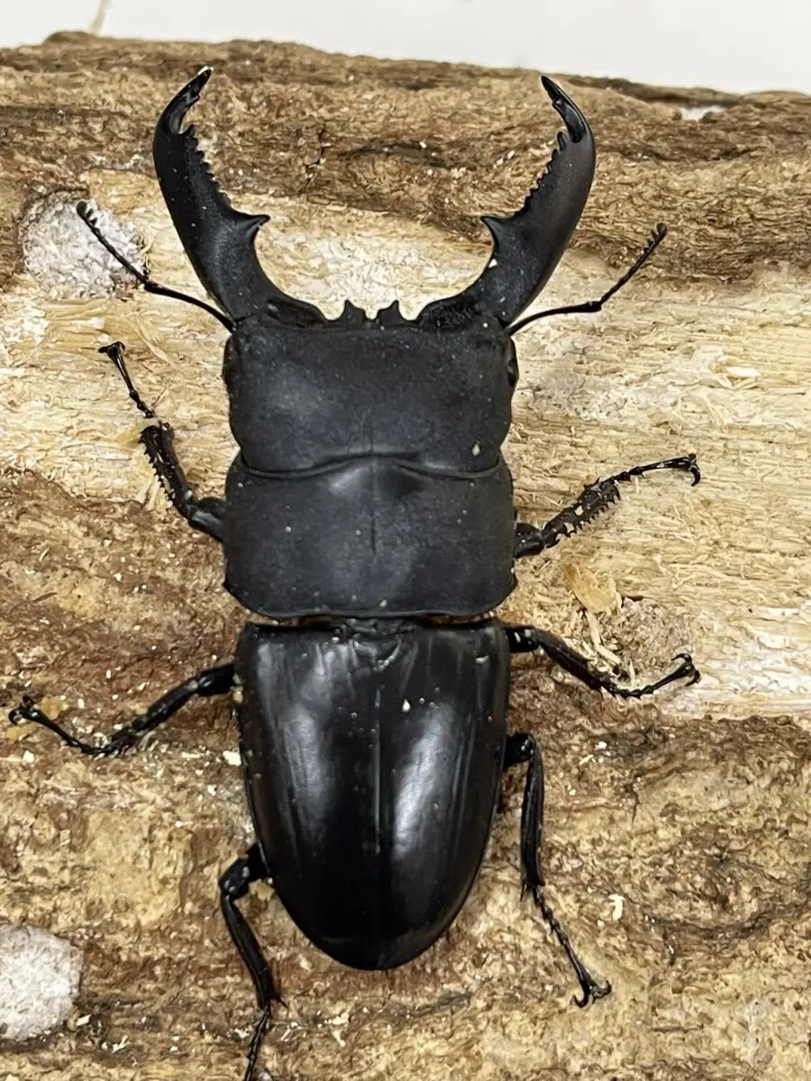 ミンダナオ - クワガタ横丁