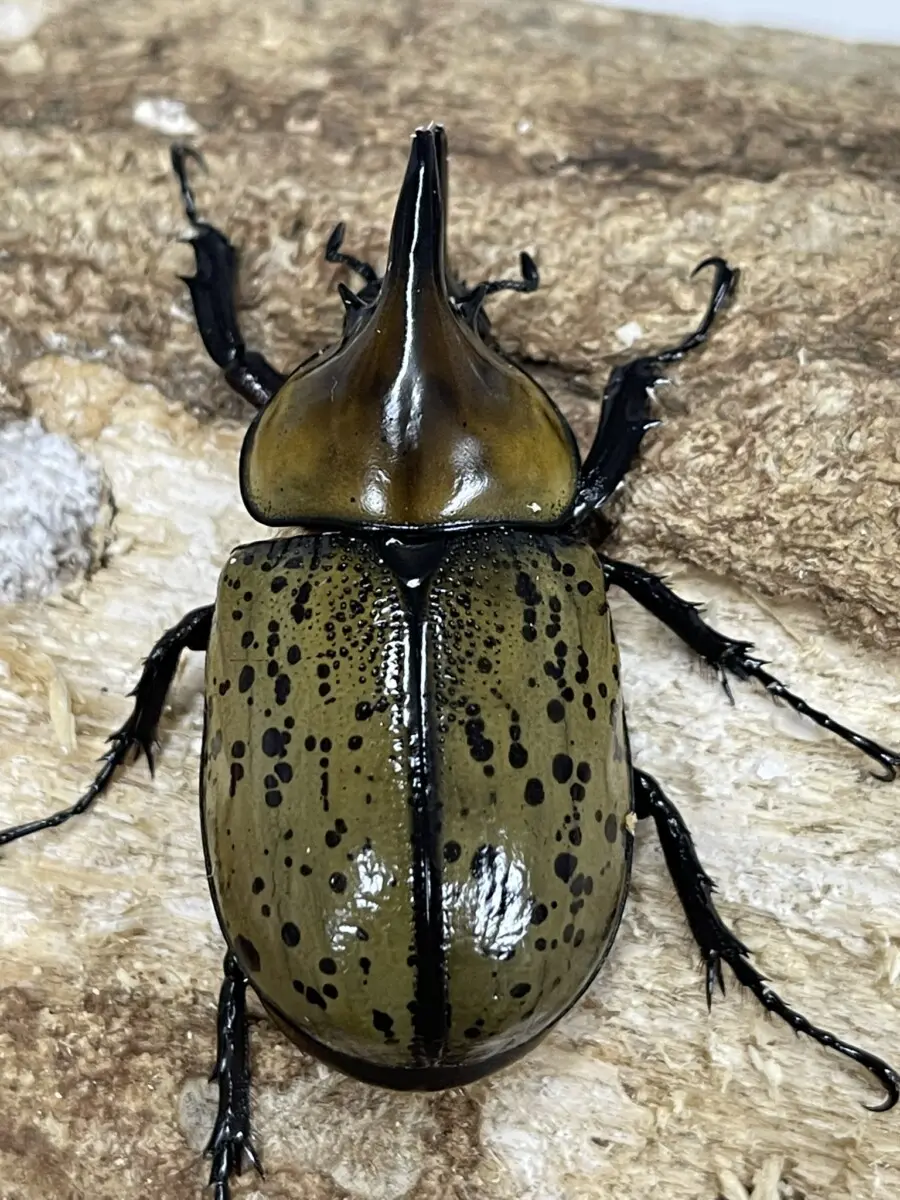 ティティウスシロカブト 56ミリペア - クワガタ横丁