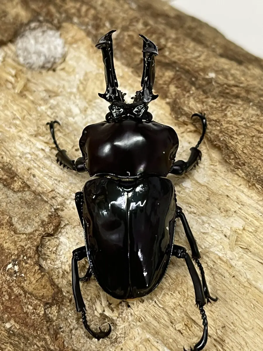 ニジイロクワガタ 51ミリペア 紫紺系 - クワガタ横丁