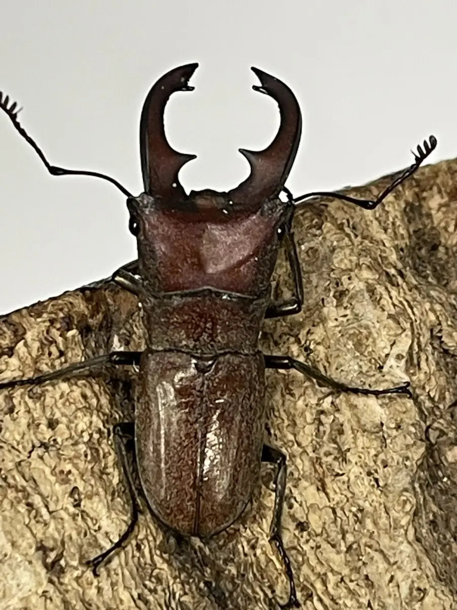 【外国産オサムシ標本】ギガスイボハダオサムシ/スロベニア産/44mm 外国産オサムシ標本】ギガスイボハダオサムシ/スロベニア産/44mm