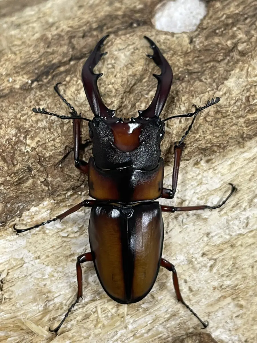 ミラビリスノコギリ 60ミリペア - クワガタ横丁