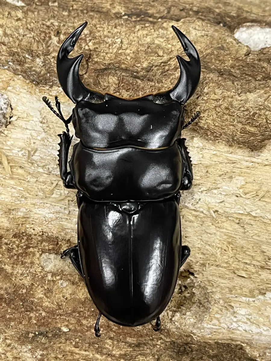 アンタエウス - クワガタ横丁