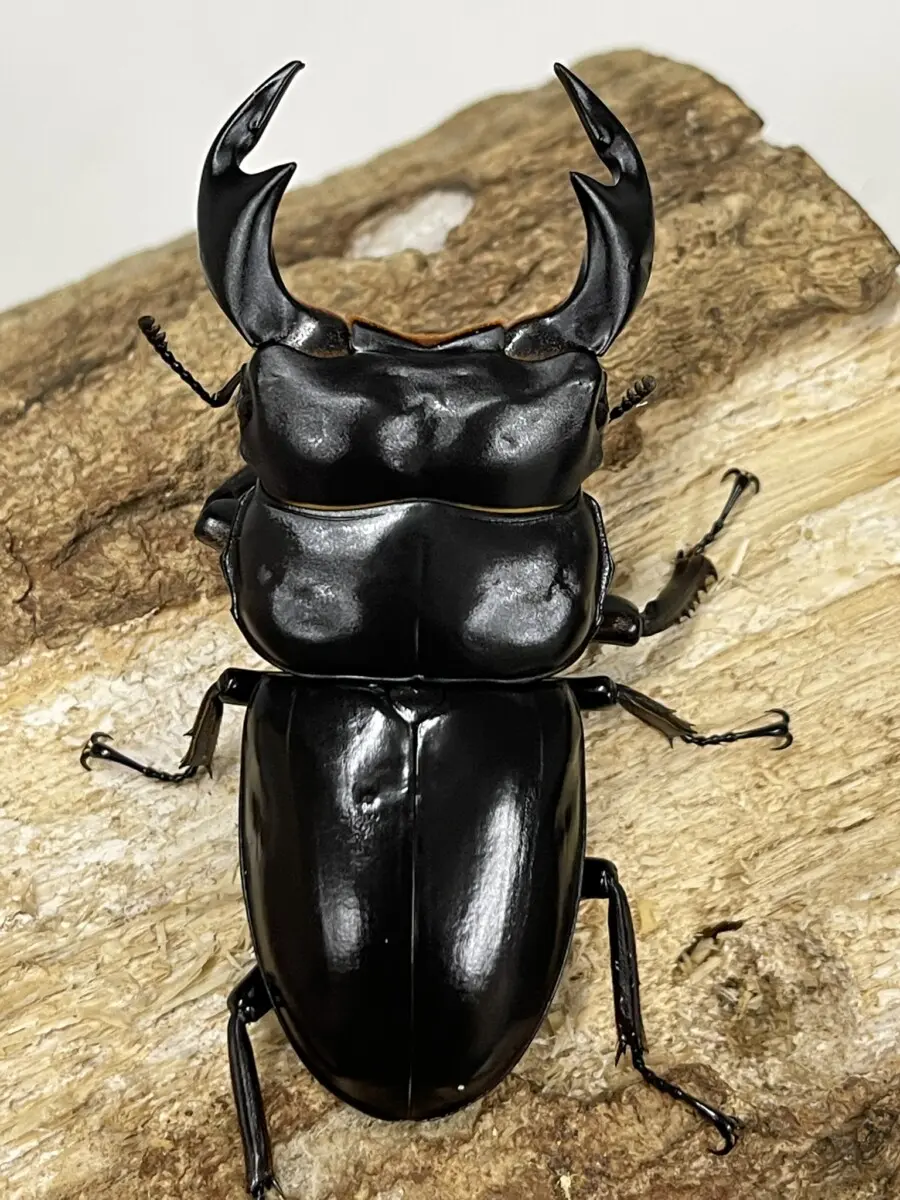 ネパールダウラギリ産クラスター122 ネパールダウラギリ産クラスター122