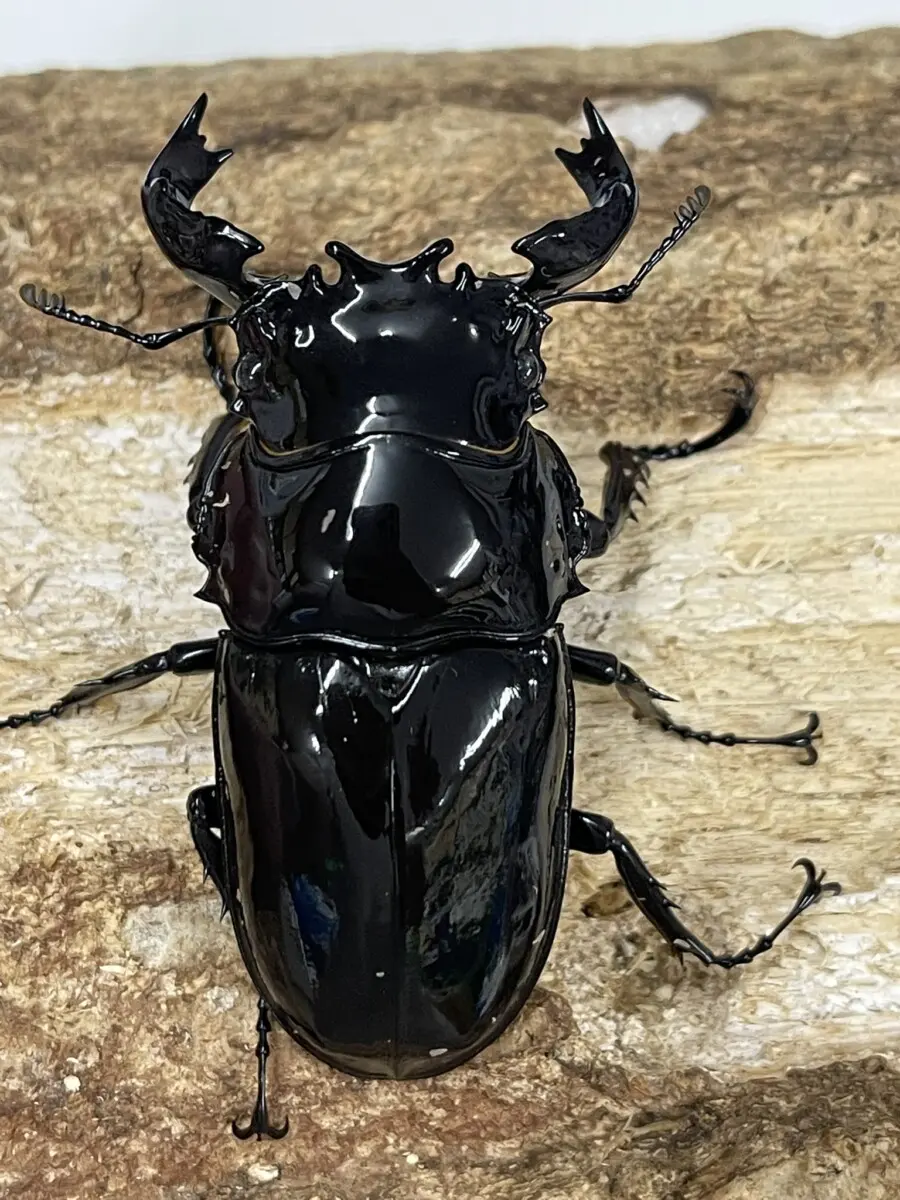 土日限定お値下げ！PSA8タランドゥス、マンディブラリス2005夏 タランドゥス - クワガタ横丁