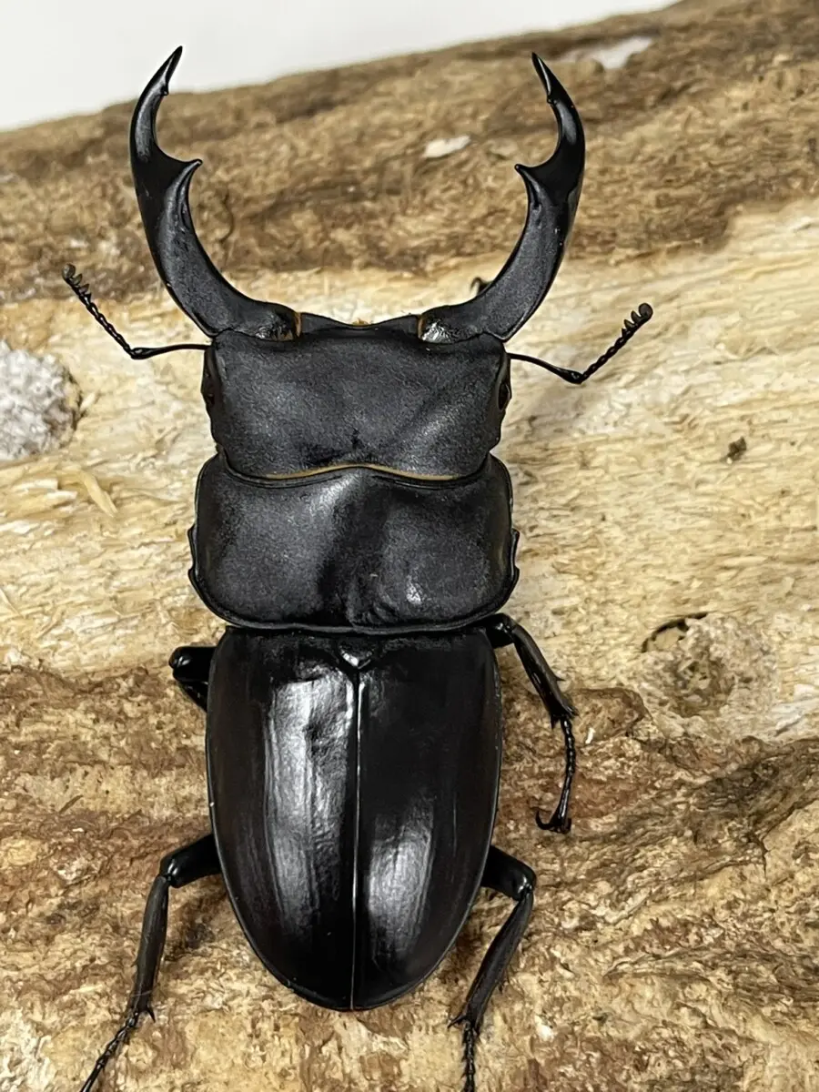 シェンクリングオオクワ 80ミリペア - クワガタ横丁