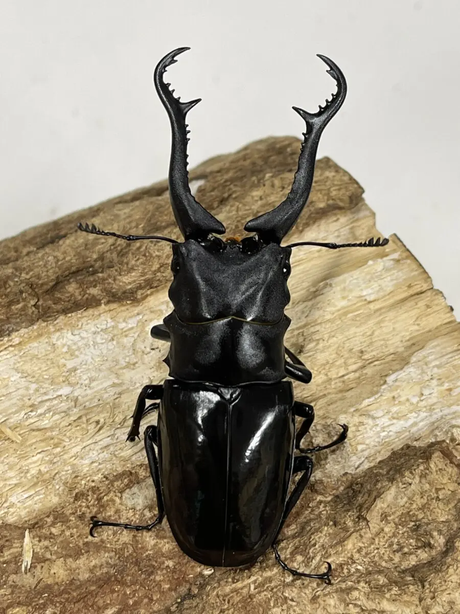 ギラファノコギリクワガタ　5周年コレクション　ARS10 PSA10相当 ギラファノコギリクワガタ5周年コレクションARS10 PSA10相当