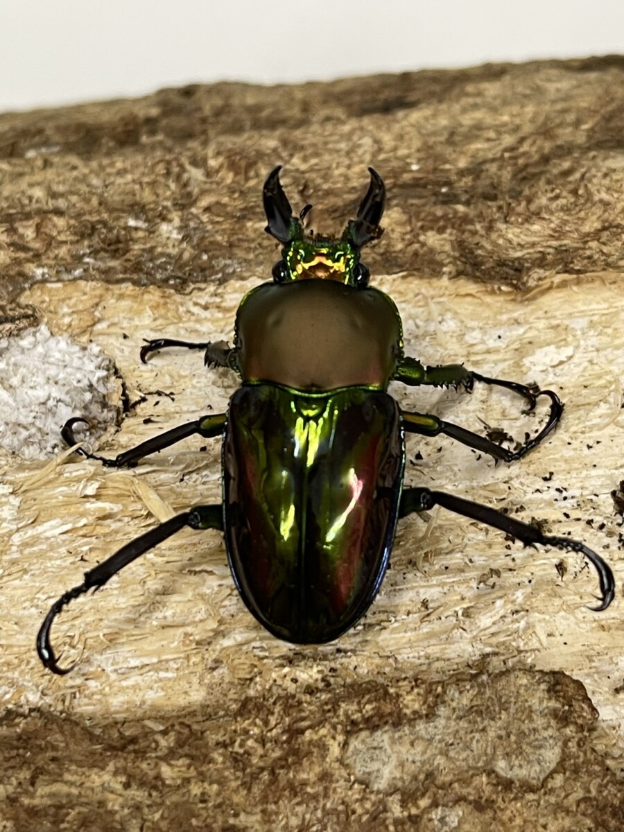 25092803