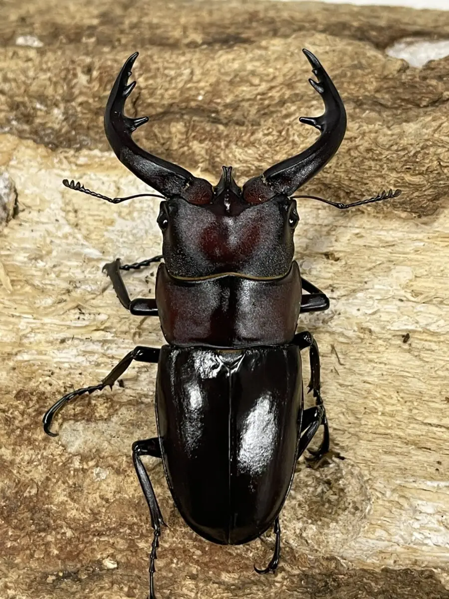 アマミノコギリ - クワガタ横丁