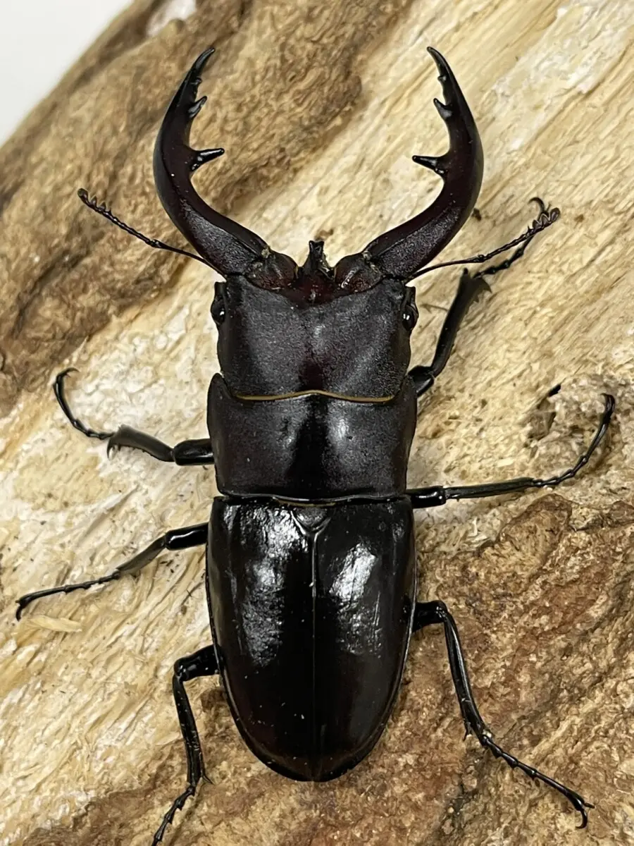 アマミノコギリ - クワガタ横丁