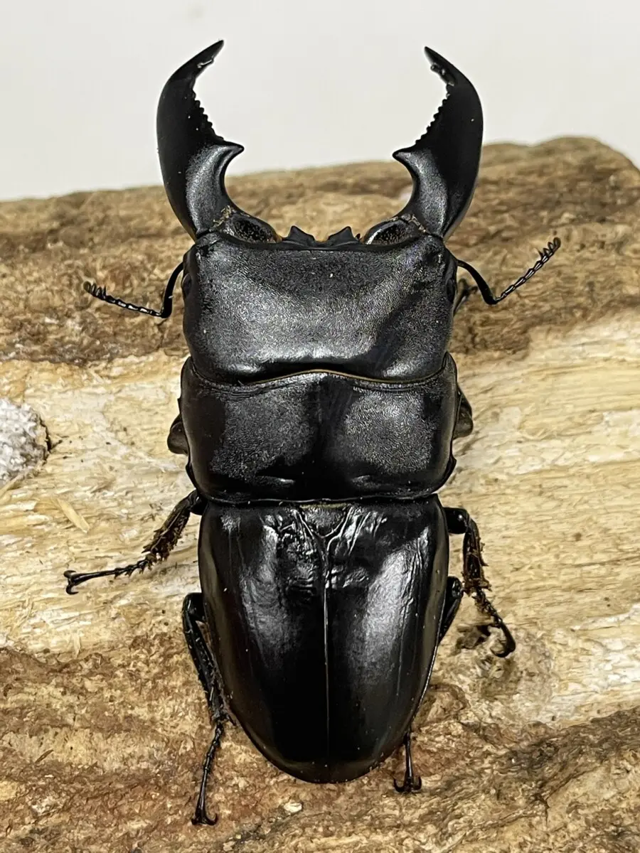 手作りのクワガタ I tried to draw a Phalacrognathus stag beetle realistically